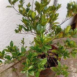 Jazmín del Cabo Injertado con Pimpollos - Planta Ornamental - imagen 3