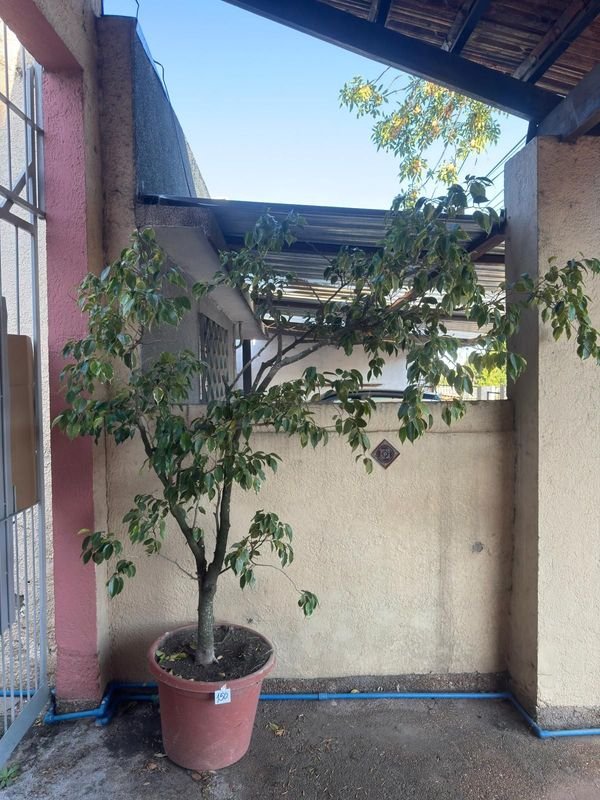 Item 892406 - Image 1