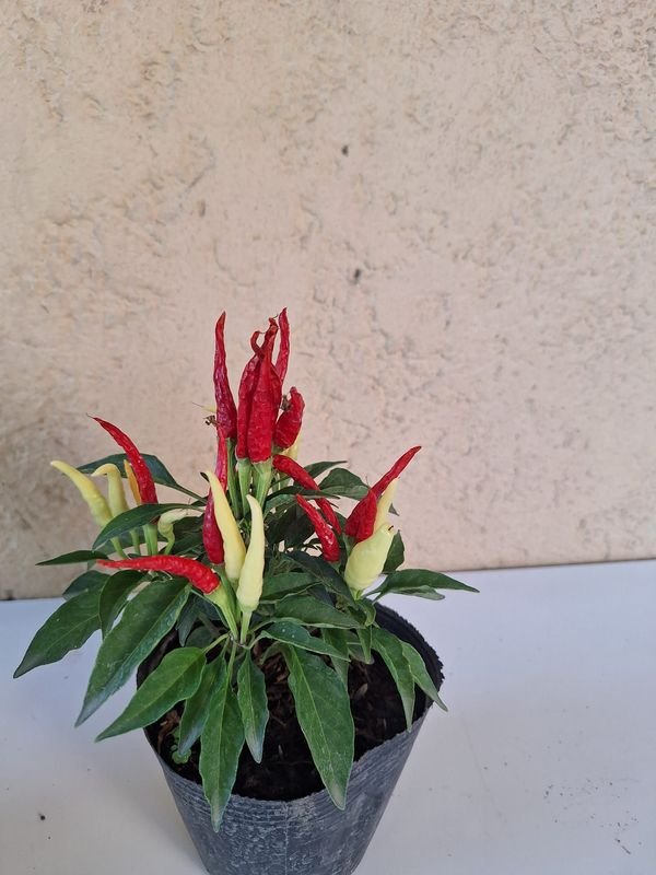 Item 870174 - Image 0