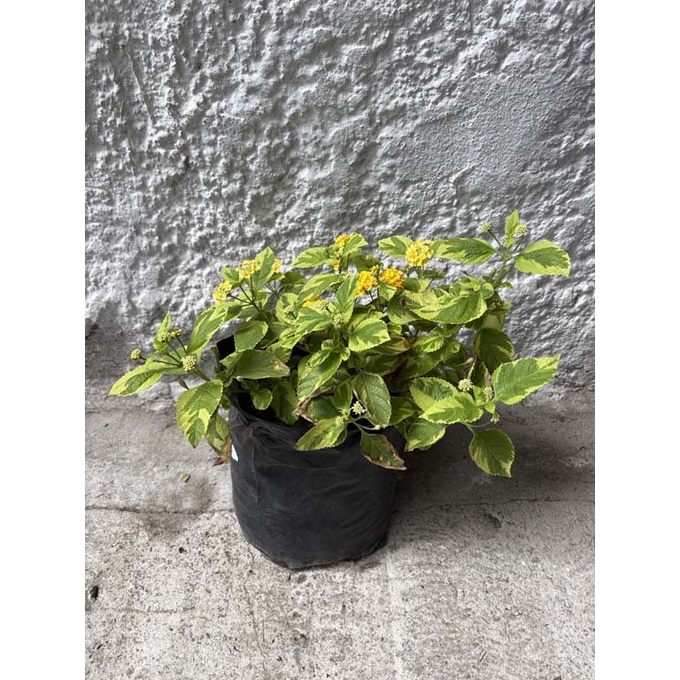 Item 2113582 - Image 0