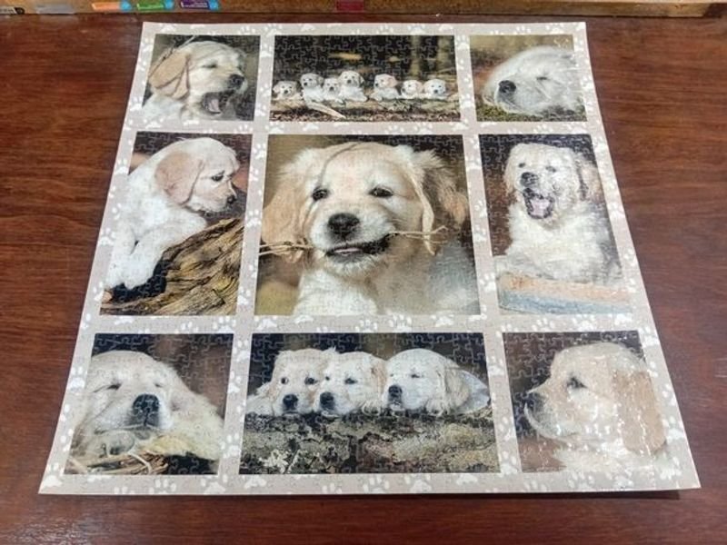 Puzzle Plastificado Completo de Golden Retrievers Bebés