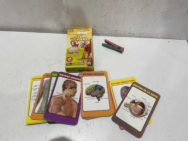 Lote siguiente: Tarjetas educativas para anatomía humana