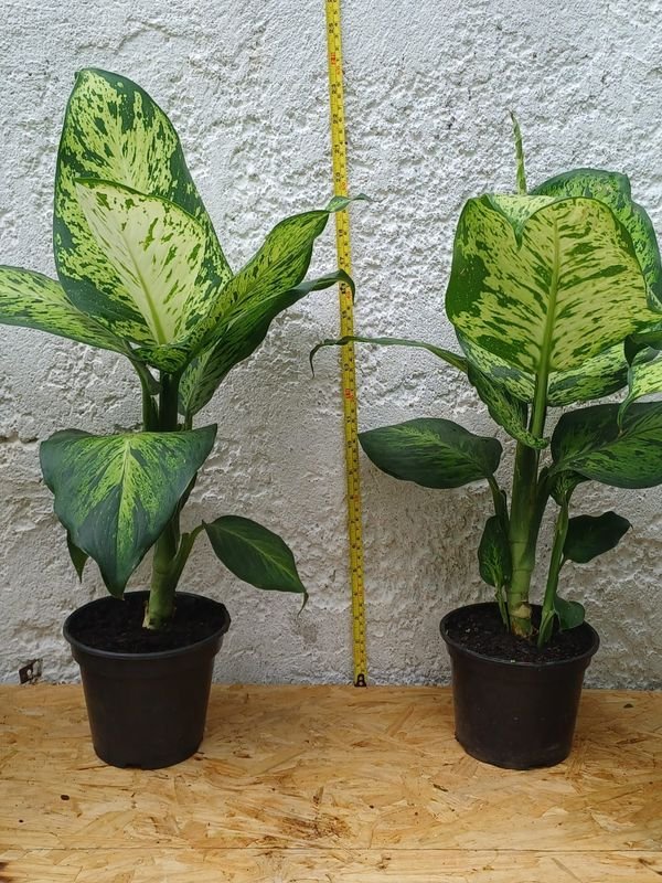 Planta Camila en Macetas de Plástico - imagen 4