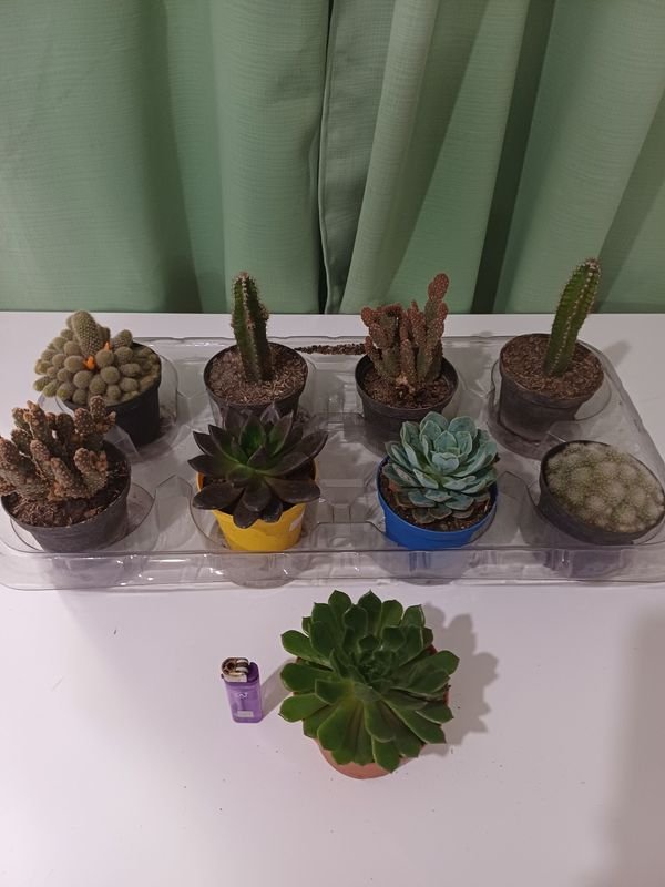 Item 848681 - Image 0