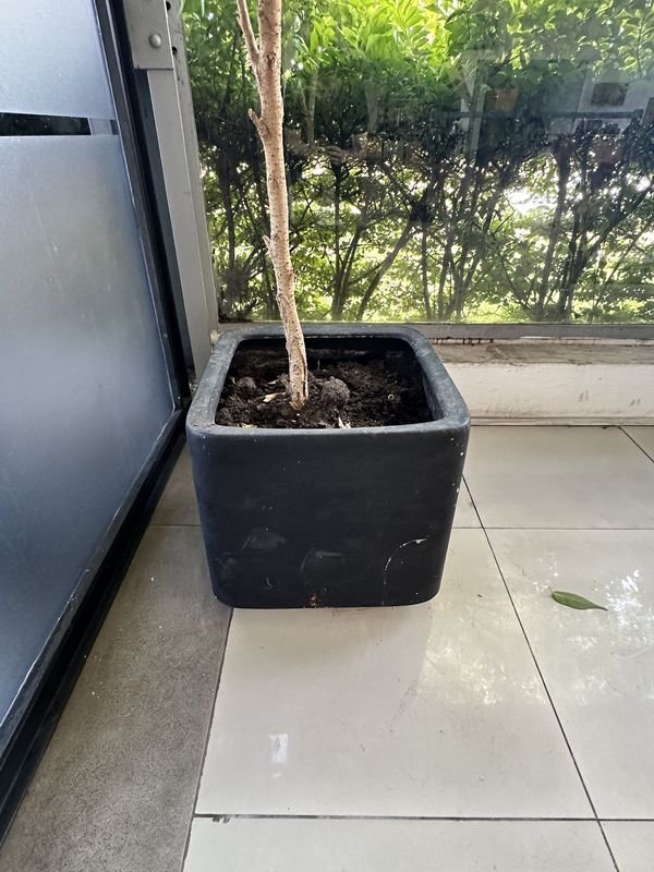 Maceta con árbol limonero para jardín - imagen 2