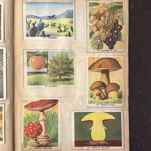 Álbumes "Vida y Color" Colección Enciclopédica Ilustrada - imagen 13