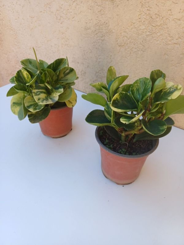 Peperomia en macetas - imagen 5