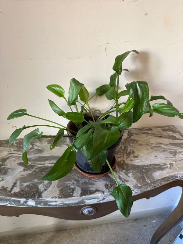 Item 894995 - Image 0