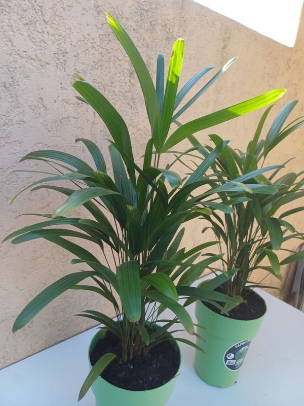 Palmeras en macetas de gran tamaño - imagen 3