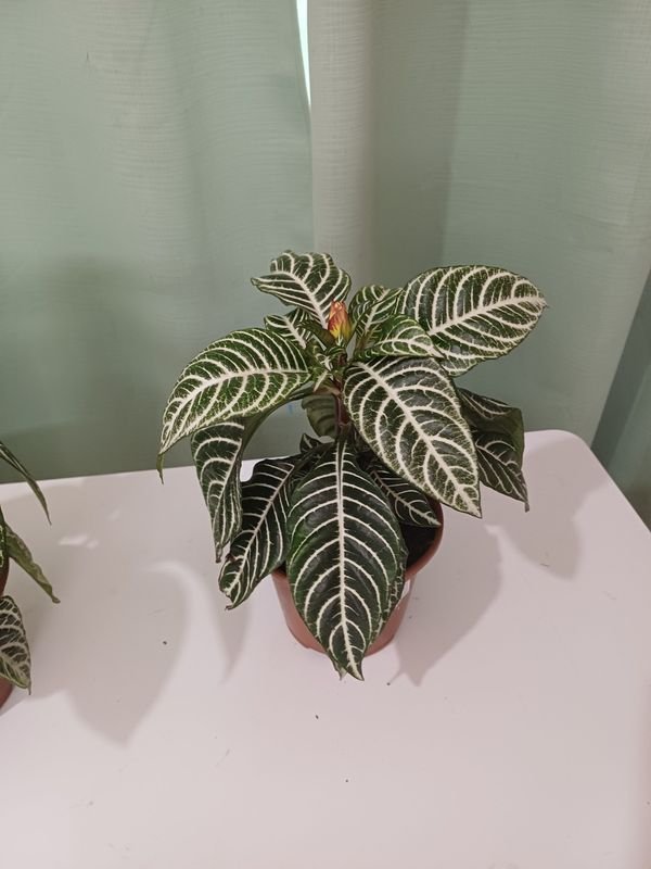 Item 848675 - Image 1