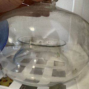 Atrapamoscas de Vidrio Transparente con Tapa Reparada - imagen 3