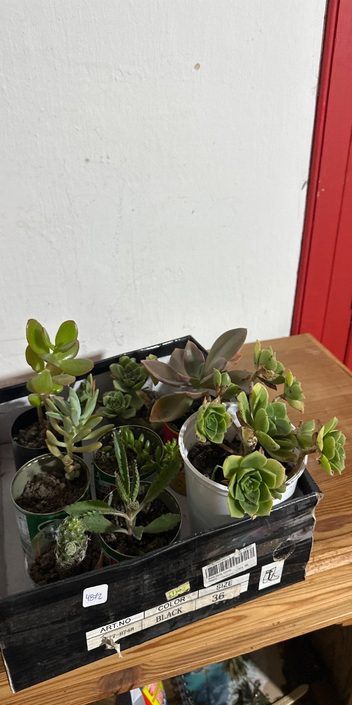Planta de interior con diferentes especies