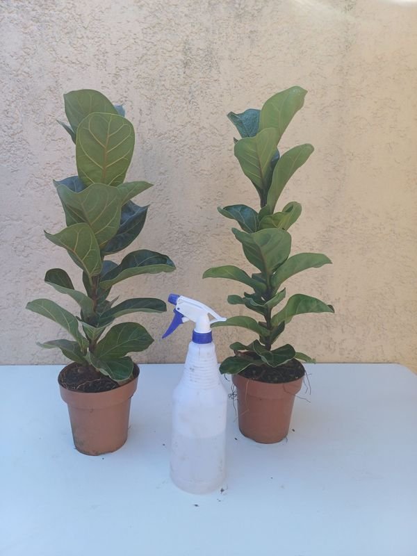 Ficus Lirata de gran tamaño - Planta interior con hojas grandes - imagen 4