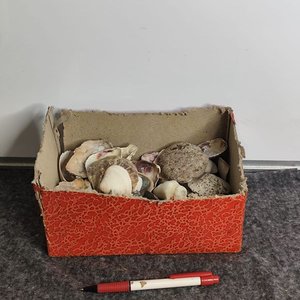 Caja con variedad de conchas marinas y piedras - imagen 2