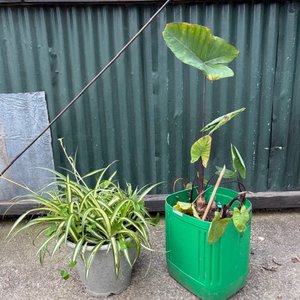 Lote anterior: Dos Plantas Decorativas en Macetas