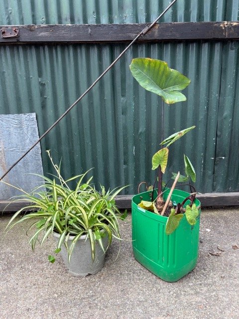 Dos Plantas Decorativas en Macetas