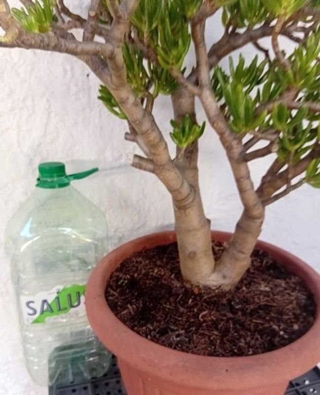 Crassula Ovata Gollum en venta - imagen 3