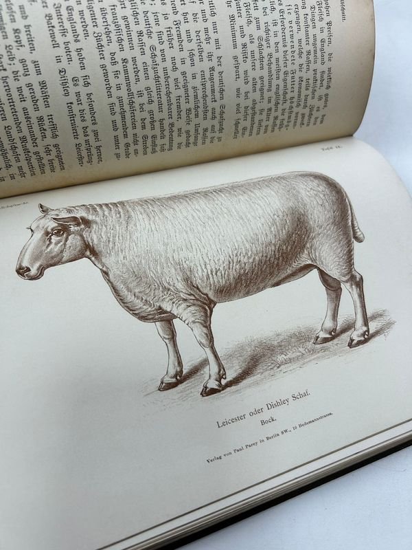 Libro técnico sobre ganadería de ovejas, 1892, Paul Parey, Berlín - imagen 5