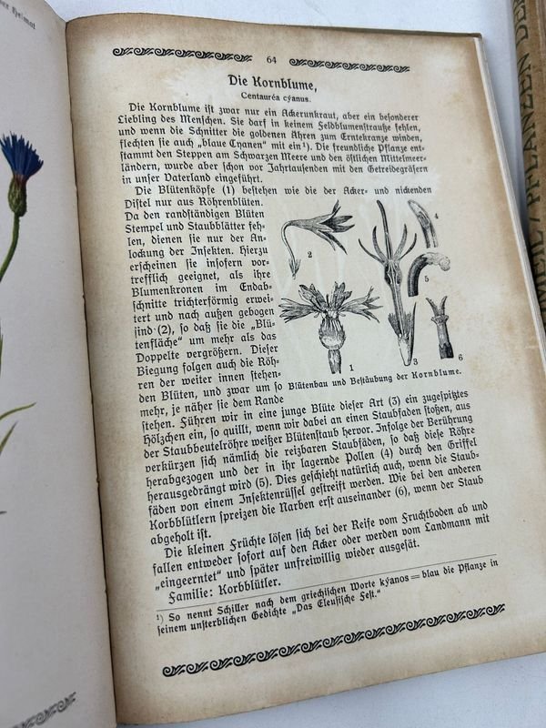 Libros de Botánica: Curso General Aplicado y Flora de la Patria - imagen 3