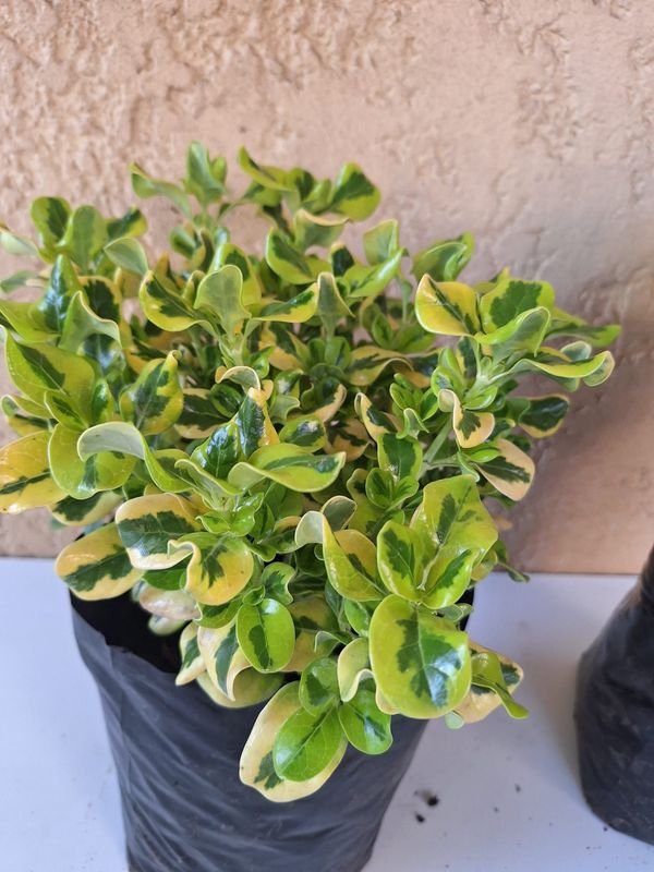 Item 870600 - Image 1