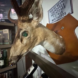 Cabeza de Ciervo Taxidermia Gran Tamaño, Excelente Conservación - imagen 7