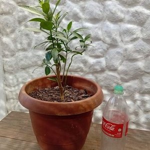 Planta Dama de la Noche en Maceta con Envase de 2 Litros - imagen 3