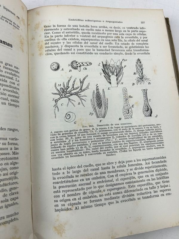 Libros de Botánica: Curso General Aplicado y Flora de la Patria - imagen 16