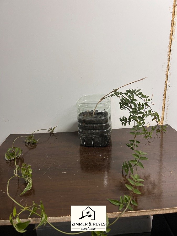 Planta Jazmín de Leche en Maceta Reciclada