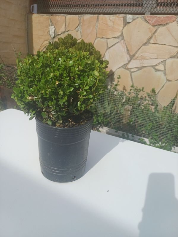 Item 929915 - Image 4