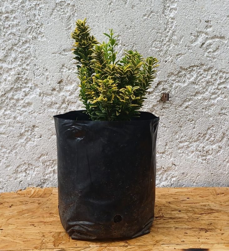 Planta en Maceta con Foliación Variegada - imagen 5