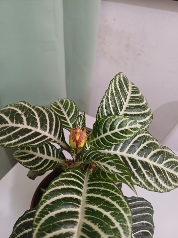 Item 848675 - Image 2