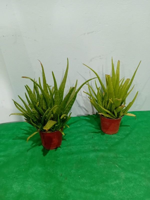 Item 848664 - Image 2