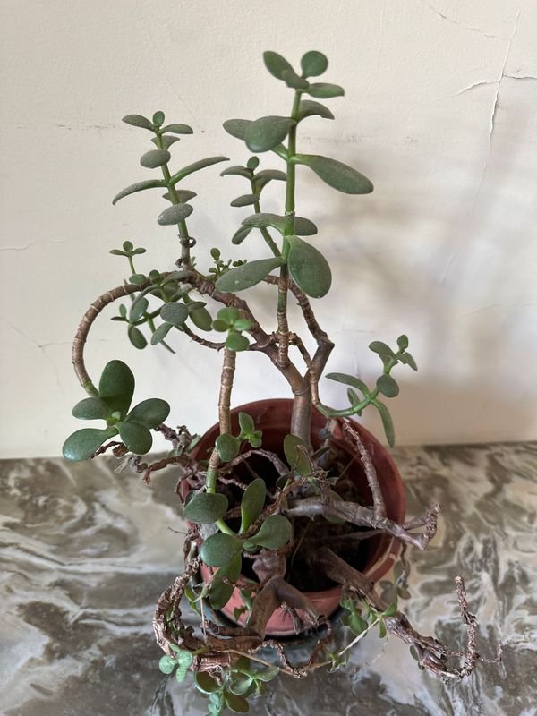 Planta en Maceta con Riego Automático - imagen 2