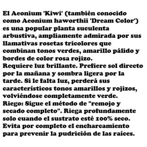 Aeonium Kiwi 'Dream Color' en Maceta Verde - Planta Suculenta - imagen 2