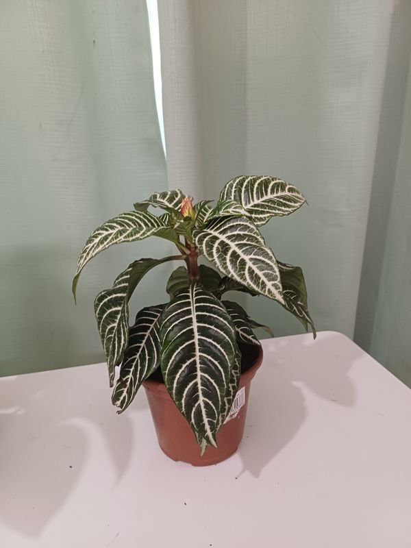 Item 852640 - Image 4