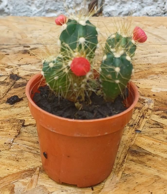 Item 929694 - Image 0