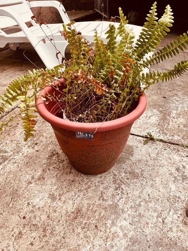 Planta Helecho en Maceta