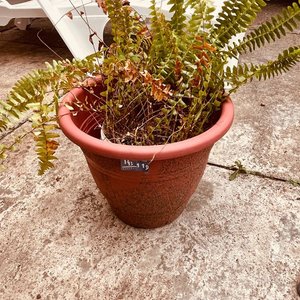 Planta Helecho en Maceta - imagen 1