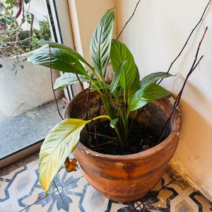 Juego de 4 Macetas de Cemento con Plantas - imagen 2