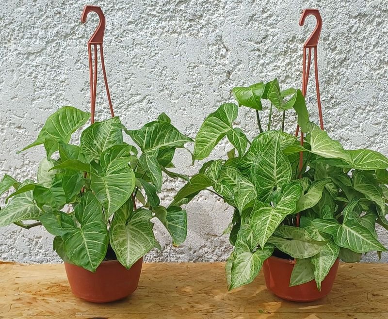 Item 929868 - Image 0