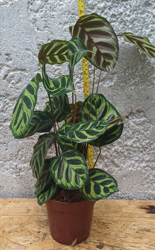 Item 929880 - Image 0