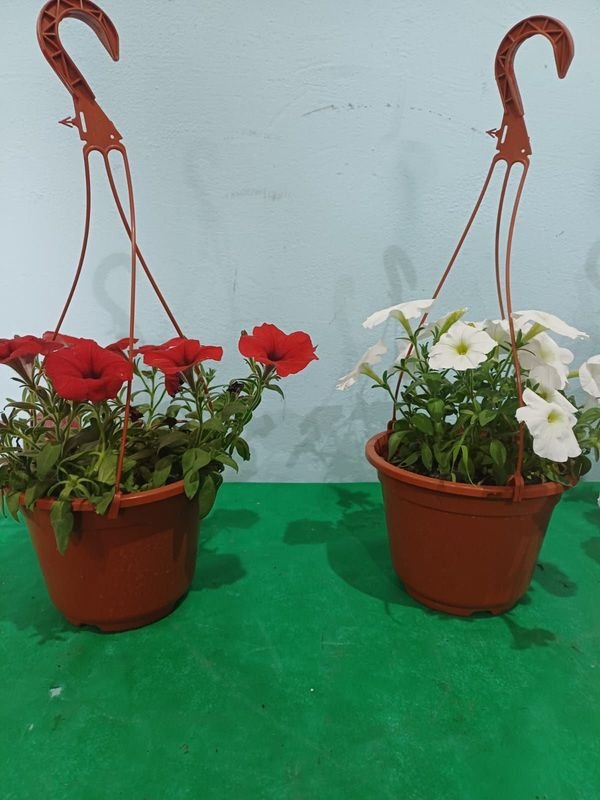 Item 848678 - Image 0