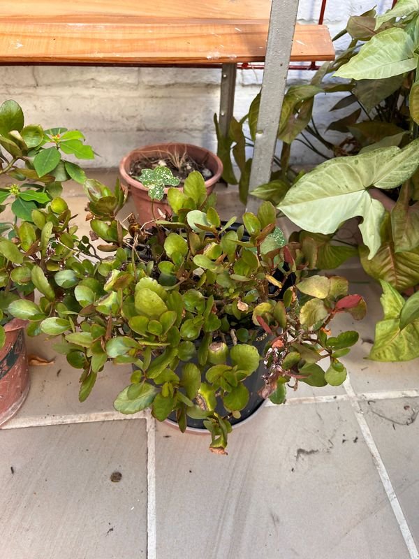 Item 921729 - Image 3