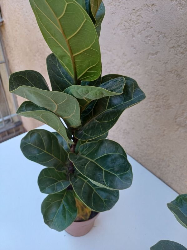 Ficus Lirata de gran tamaño - Planta interior con hojas grandes - imagen 2