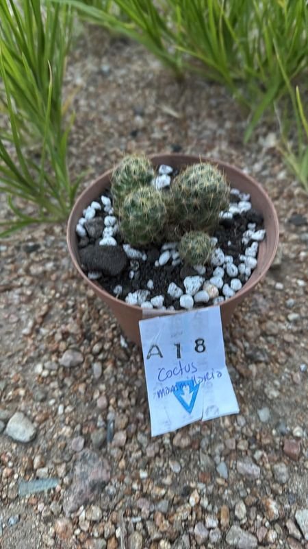 Cactus en maceta