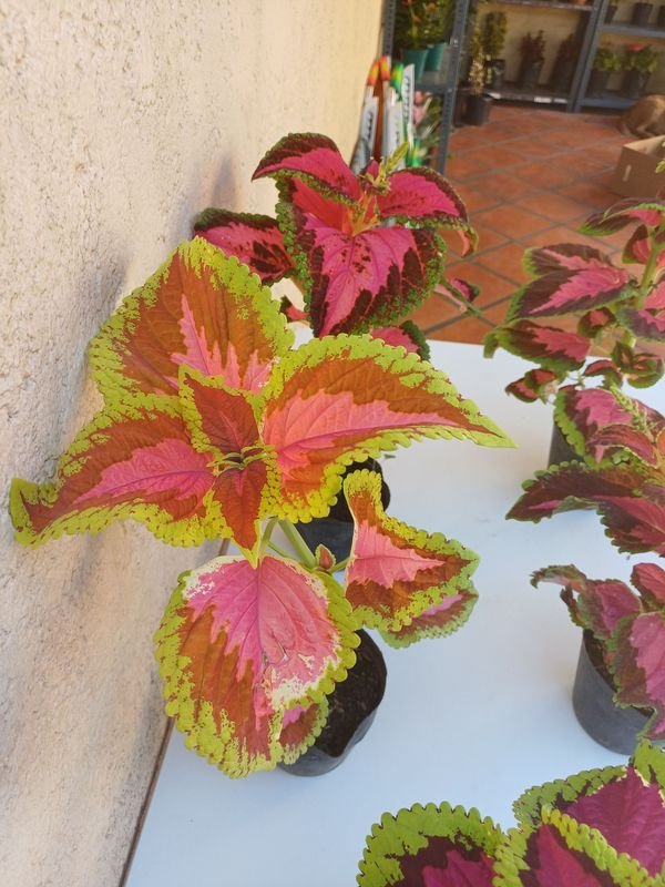 Planta en macetas de diferentes tonos de color - imagen 5