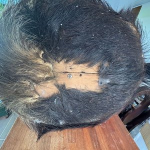 Cabeza de Jabalí Embalsamada Grande Real con Colgante - imagen 5