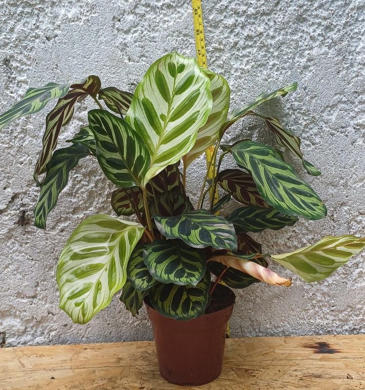 Item 929880 - Image 2