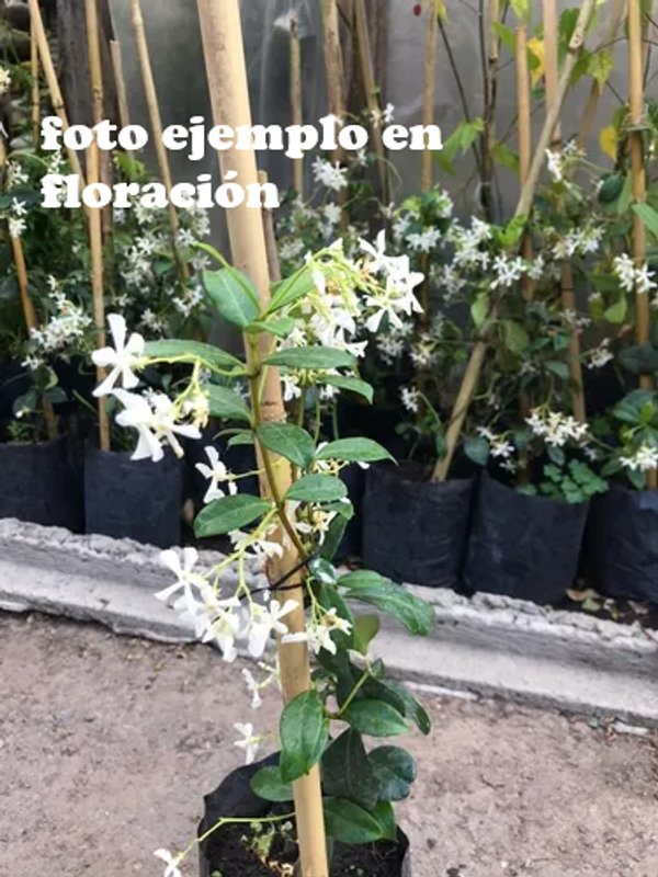Jazmín de Leche (Trachelospermum Jasminoides) - Planta en Maceta - imagen 3