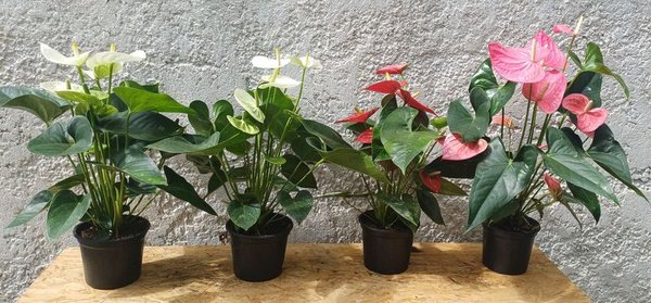 Anturio de Gran tamaño, 60cm. (rojo, rosa y blanco) - imagen 7